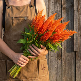 Orange Kimono, Celosia Seeds